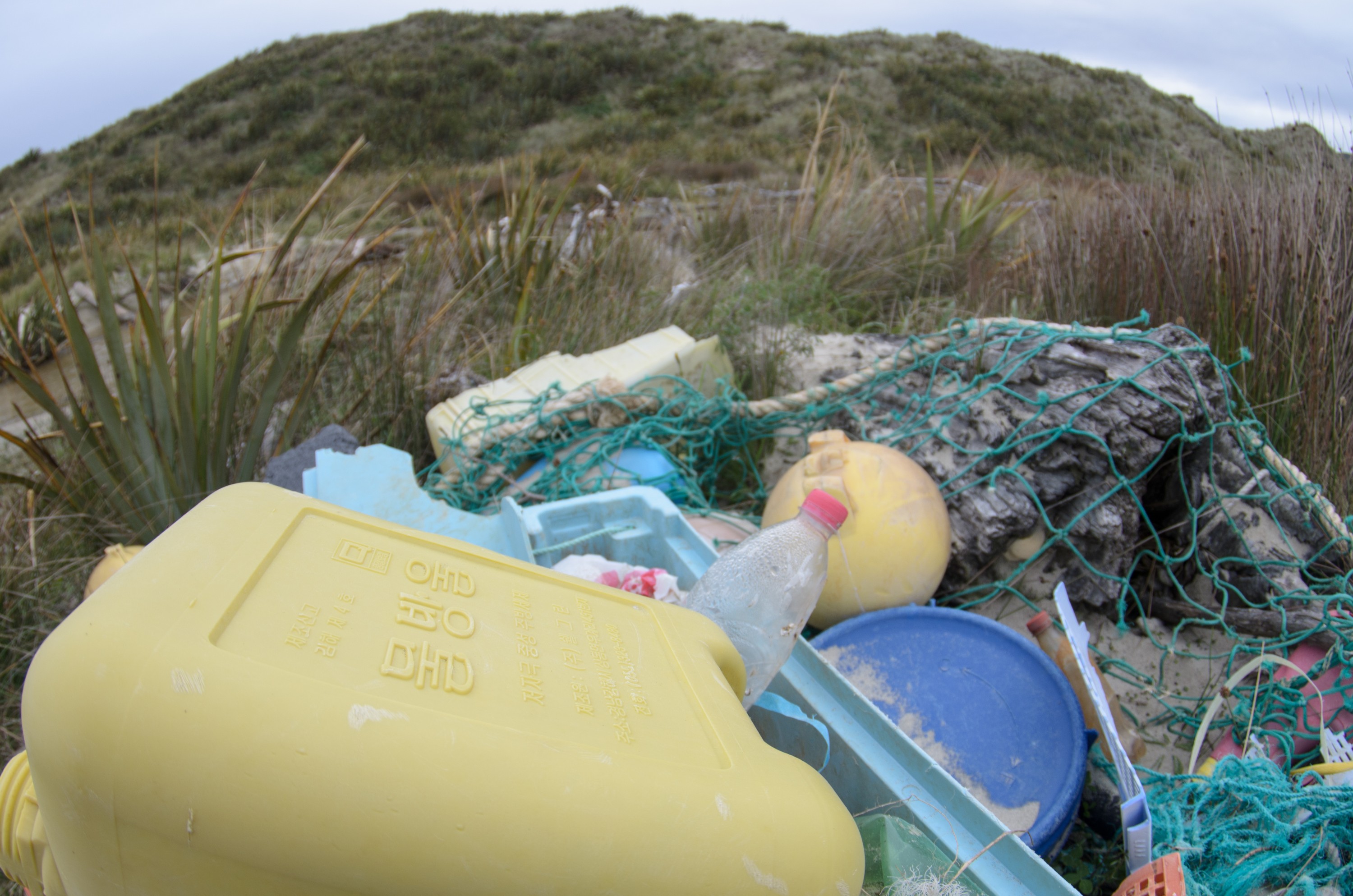 DSC_1987 – Adventure, Bay, Crispin, Island, March 2017, Mason, Mason Bay, National Park, New, New Zealand, Rakiura, South, Stewart, Zealand